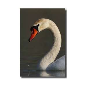   Mute Swan Lake Balaton Keszthely Hungary Giclee Print