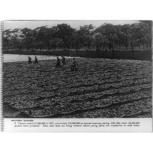   young plants,transferred,fields,Southern Rhodesia,1950