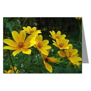 Tickseed Sunflower Greeting Cards 6 Photography Greeting Cards Pk of 