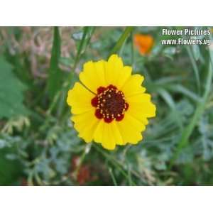  1000 GOLDEN WAVE COREOPSIS (Goldenmane Tickseed) Coreopsis 