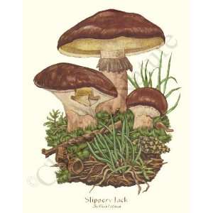   Mushroom Print Slippery Jack   Suillus luteus