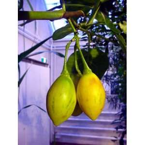  Rare Yellow Tree Tomato Plant   Cyphomandra  Perennial 