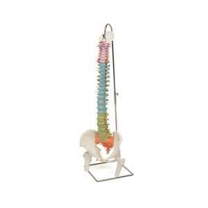  Didactic Flexible Spine With Femur Heads Health 