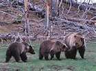 bear wildlife hunting calls on cd turn it on and