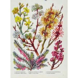  Jasminum Viburnum Hamamelis Daphne Flower Plant Print 