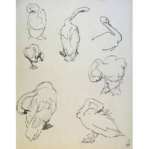  Swan And Chicks By J Dowd & B Spender Pen Drawing Print 