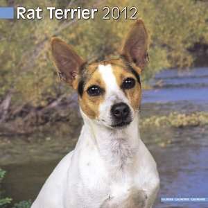  Rat Terrier 2012 Wall Calendar 12 X 12 Office Products