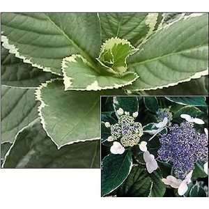  HYDRANGEA LIGHT O DAY / 3 gallon Potted Patio, Lawn 