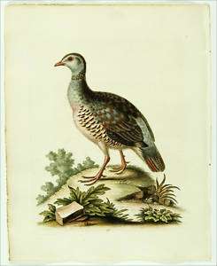 1748 Antique George Edwards Bird Print~ PARTRIDGE  