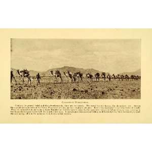  1928 Print Dromedary Caravan Camel Africa Mountain Kaisut Travel 