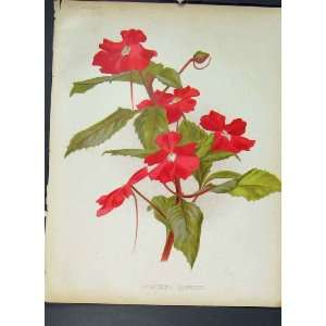  Impatiens Hawkeri Flower Colour Antique Print C1880