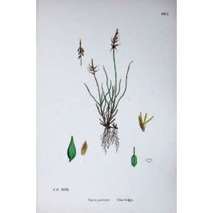  Flea Sedge Carex Pulicaris Botany Plants C1902 Colour 