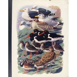   Black Gulls Herring Oyster Catcher Shanks Curlew Birds