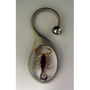  Scorpion Key Chain Holder Ring Bug Insect