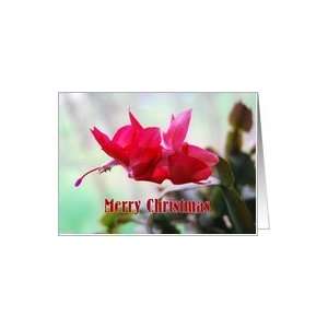  Holiday Cactus Merry Christmas Card: Health & Personal 