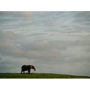 Lone African Elephant (Loxodonta Africana) Shot against a Cloudy Sky 