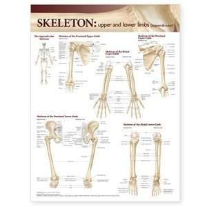 Skeletal System Chart/Poster: Upper and Lower Limbs:  