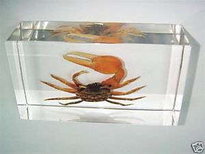 Crab Specimen   Reddish Fiddler Crab (Fortune Crab)  