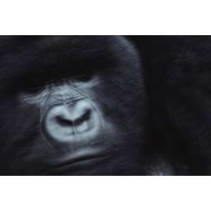  National Geographic, Silverback Gorilla, 20 x 30 Poster 