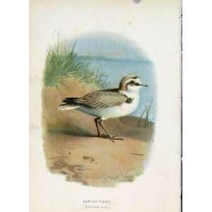  C1883 Thorburn Wild Birds Kentish Plover Antique Print 
