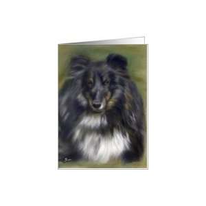  Sheltie dog pedigree blank greeting card tricolor Sheltie 