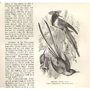  Sun Gem, CoraS Sheartail Birds 1862