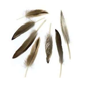  Zucker Feather Duck Cosse Feathers .05 Ounces Natural B253 