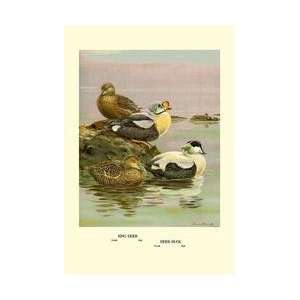  Eider and King Eider Ducks 12x18 Giclee on canvas