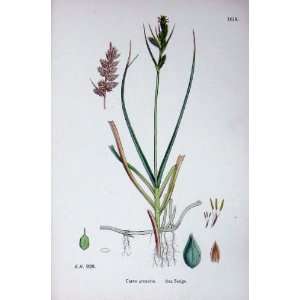  Botany Plants C1902 Sea Sedge Carex Arenaria Colour