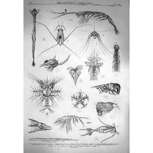    1870 Ocean Surface Life Sagitta Crustacean Mollusc