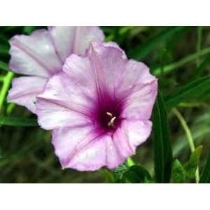  Lavender Lover Morning Glory Seed Pack Patio, Lawn 