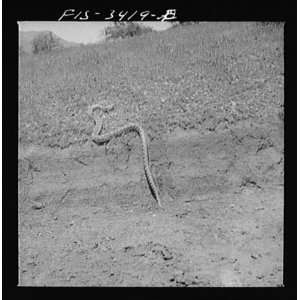  Kern County, California. Bull snake, by Russell Lee
