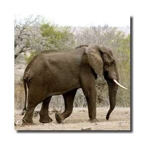  Elephant Iii Giclee Print