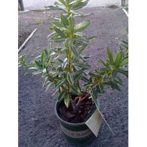  Daphne Odora Super One Gallon Plant: Patio, Lawn & Garden