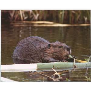  Beaver Builds a Water Dam   Photography Poster   16 x 20 
