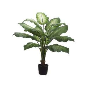 40 Golden Dieffenbachia Plant in Plastic Pot Variegated (Pack of 2 