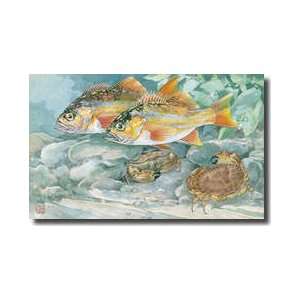 Red Rockfish Swim By A Pair Of Rock Crabs Giclee Print 