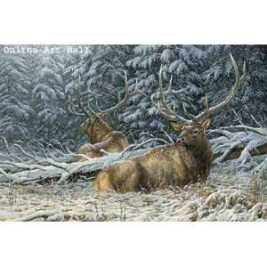  Rosemary Millette   Sheltered   Elk