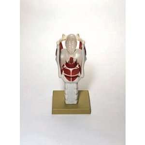 Somso(r) Human Functional Larynx Model  Industrial 