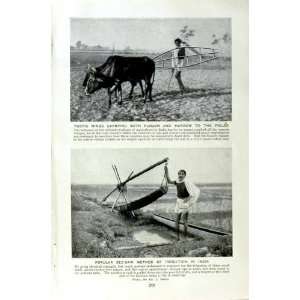   c1920 HINDU COW PLOUGHING FIELD INDIA SHRINE COBRA MAN