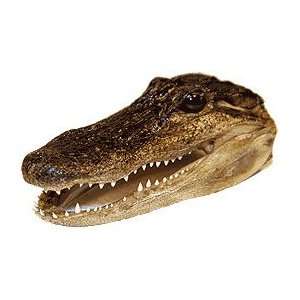  Gag Gift   Alligator Head 5   6 inches 