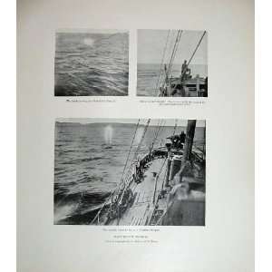  1904 Hunting Rorqual Whale Ship Nature Rock Mammals