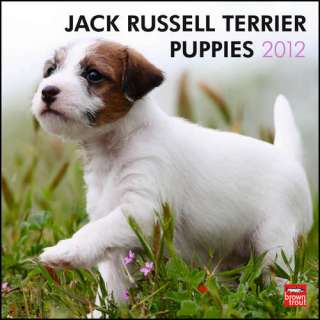 Jack Russell Terrier Puppies 2012 Wall Calendar 9781421677927  