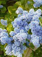 50     BLUE     LILAC SEEDS     FLOWERING TREE SHRUB  