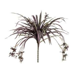 24 Spider Plant Bush w/Babies Purple Green (Pack of 12 