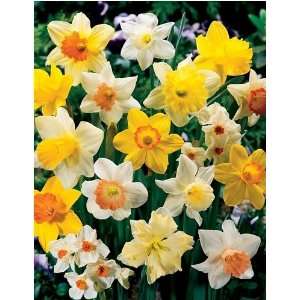  NARCISSUS GIANT DAFFODIL MIX X 100 Patio, Lawn & Garden