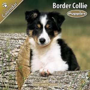  Border Collie Puppies 2011 Wall Calendar #10210 11 