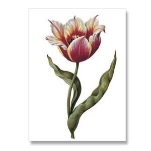  genus Tulipa 30   5 x 7 Museum Quality Greeting Card 