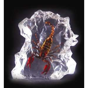   DS1102 Real Bug Desk Decoration Large Black Scorpion: Office Products