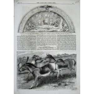   1859 Kiang Wild Horse Tibet Door Washington Columbus